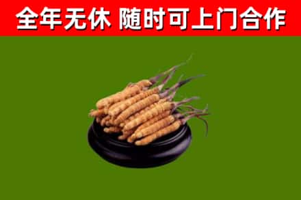 港北烟酒回收冬虫夏草.jpg